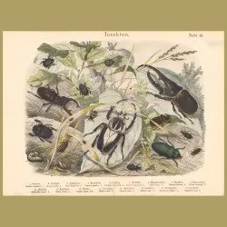 Goliath Beetle, Hercules Beetle, Dung Beetle, Jewel Beetle