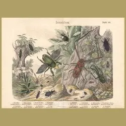 Harlequin Beetle, Flower Beetle, Carabus Beetle