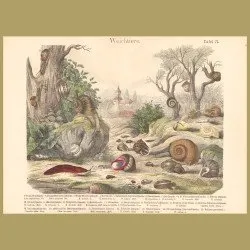 Snails