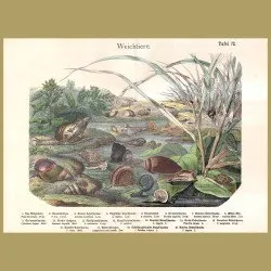 Land Snails