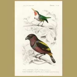 Green Tody And Banded Broadbill