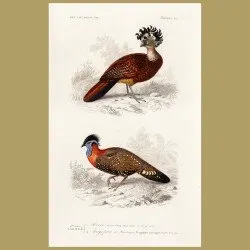 Great Curassow And Hastings Tragopan