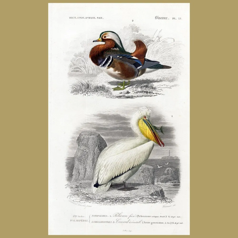 Antique print. Pelican And Mandarin Duck