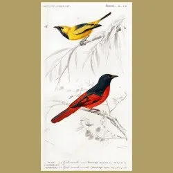 Golden And Red Flycatchers