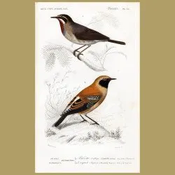 Japanese Nogoma And Wheat-Ear Birds