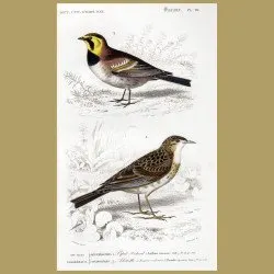 American Shore Lark And Pipit