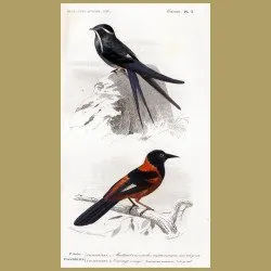 Orange Oriole And Blue Swallow
