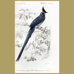 Colombia Jay