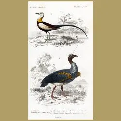 Chinese Jacana And Horned Screamer