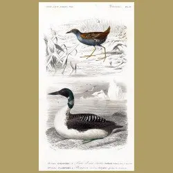 Great Northern Diver (State Bird Of Minnesota) And Wader
