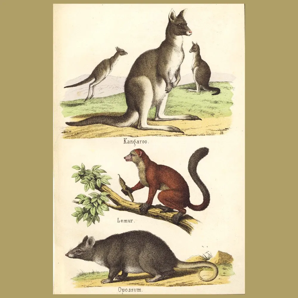 Antique print. Kangaroo, Lemur and Opossum