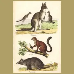 Kangaroo, Lemur and Opossum