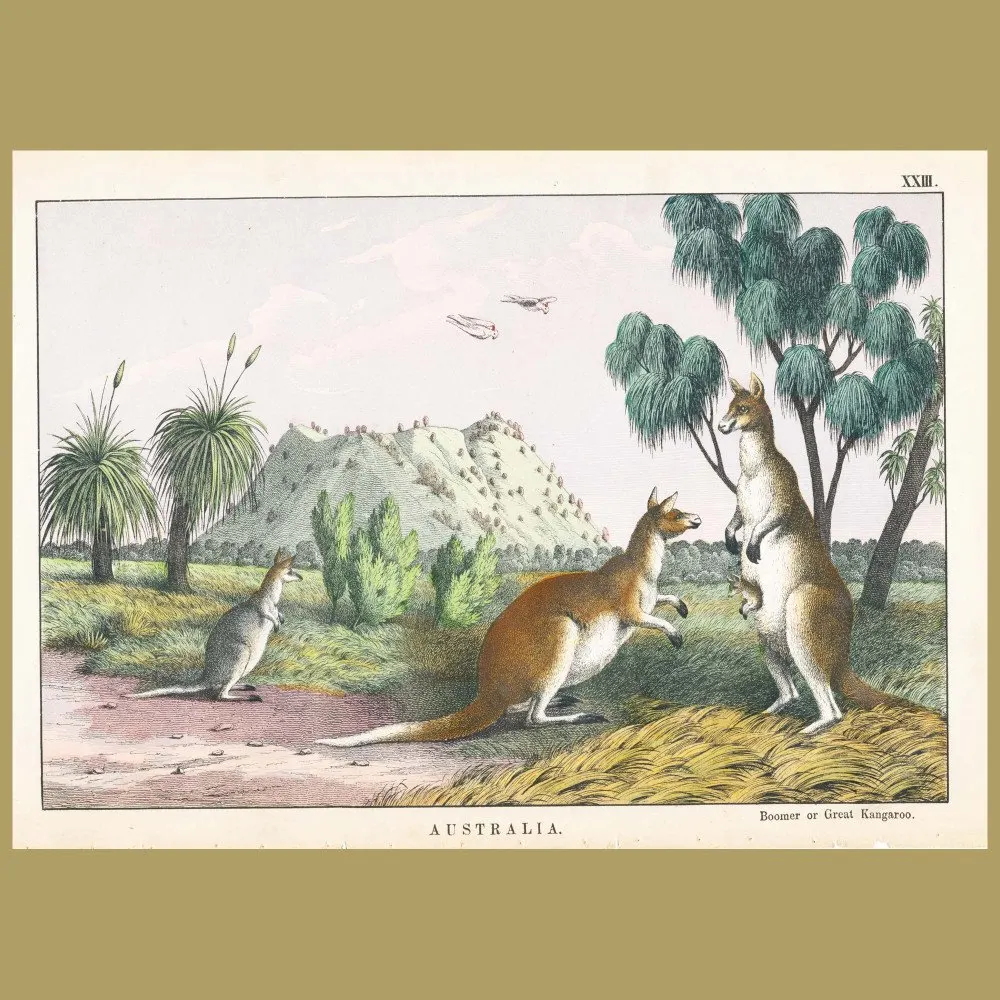 Antique print. The Great Kangaroo or Boomer