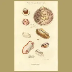 Ark Shell and Noah's Ark Shell