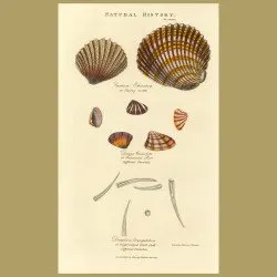 Thorny Cockle and Tooth-shells