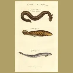 Electric Eel and Other Eels