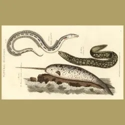 Narwhal, Spotted Eel and Roman Eel