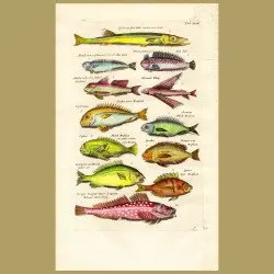 Scorpion Fish, Flying Fish, Red Wolf Fish