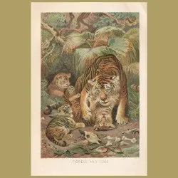 Tigress And Cubs