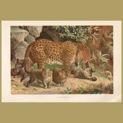 Leopards