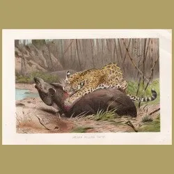 Jaguar And Tapir
