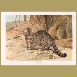 Wild Cat