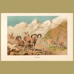 Bharal, Blue sheep of Tibet