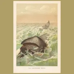The Greenland Whale