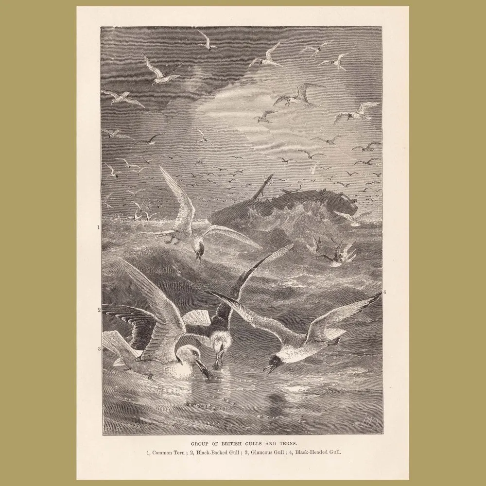 Antique print: Gulls And Terns