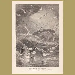 Gulls And Terns