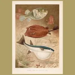 Globe Fish And Coffer Fish