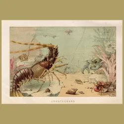 Crustaceans