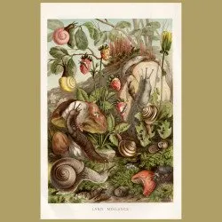 Land Molluscs