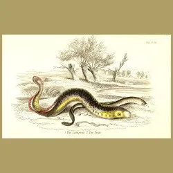 The Lamprey and The Pride