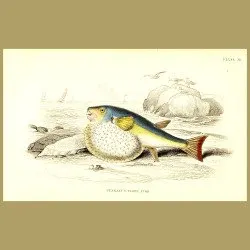 Pennant's Globe Fish