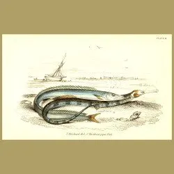 The Sand Eel and The Great Piper Fish