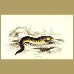 The Muroena Eel
