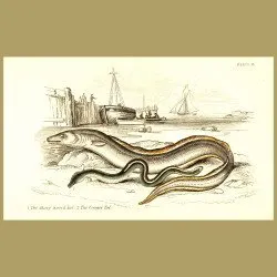 The Sharp-nosed Eel and the Conger Eel