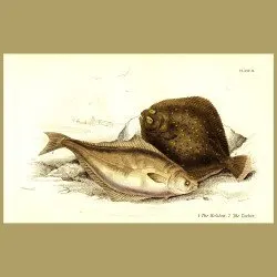 The Halibut and The Turbot