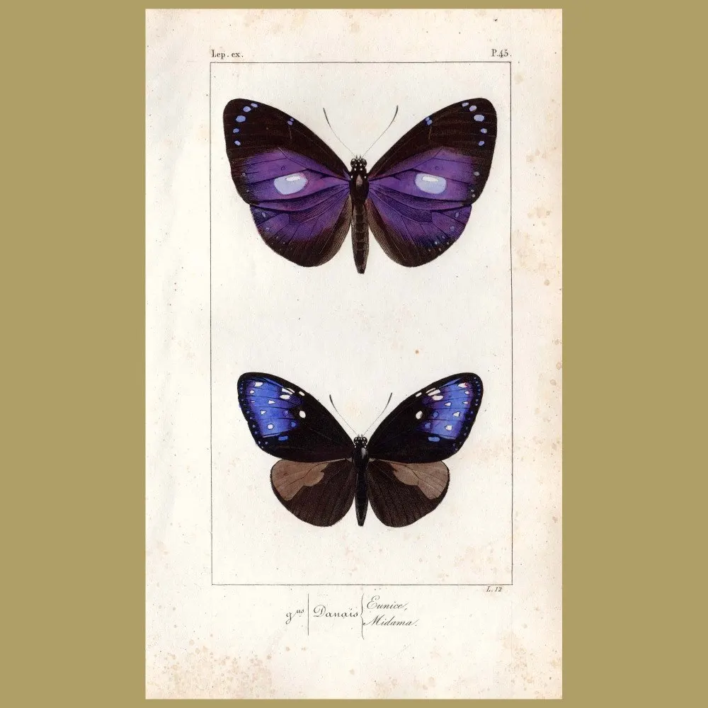 Antique print. Danais Midama And Eunice Butterflies