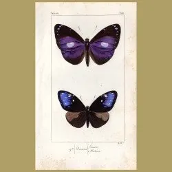 Danais Midama & Eunice Butterflies