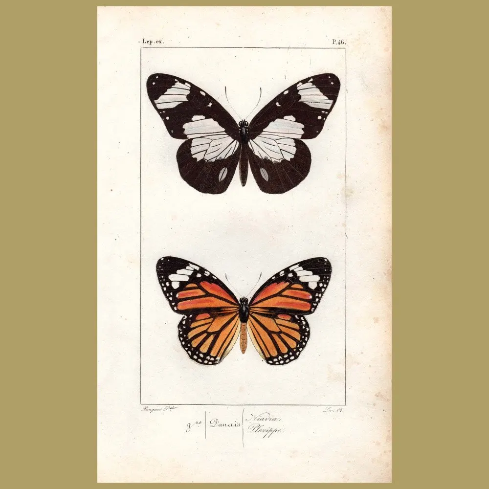 Antique print. Danais Niavia And Plexippe Butterflies