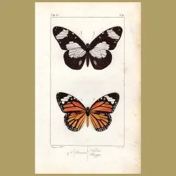 Danais Niavia & Plexippe Butterflies