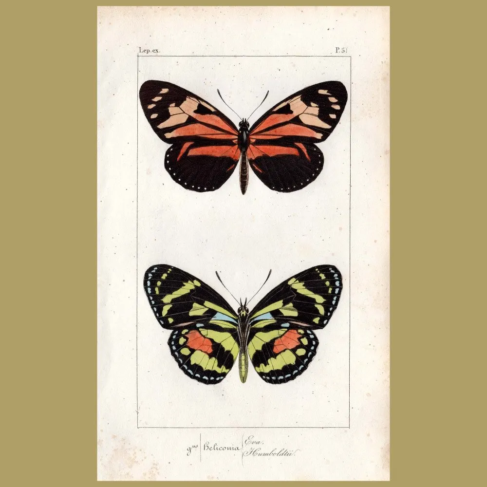 Antique print. Heliconia Humboldtii And Eva Butterflies