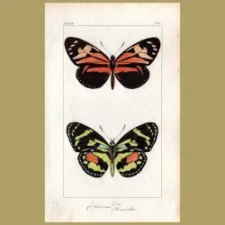 Heliconia Humboldtii & Eva Butterflies