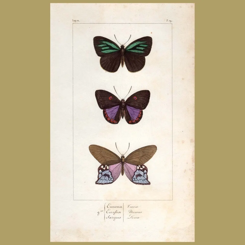Antique print. Eumenia Toxea, Nicoeus And Satyrus Lena Butterflies