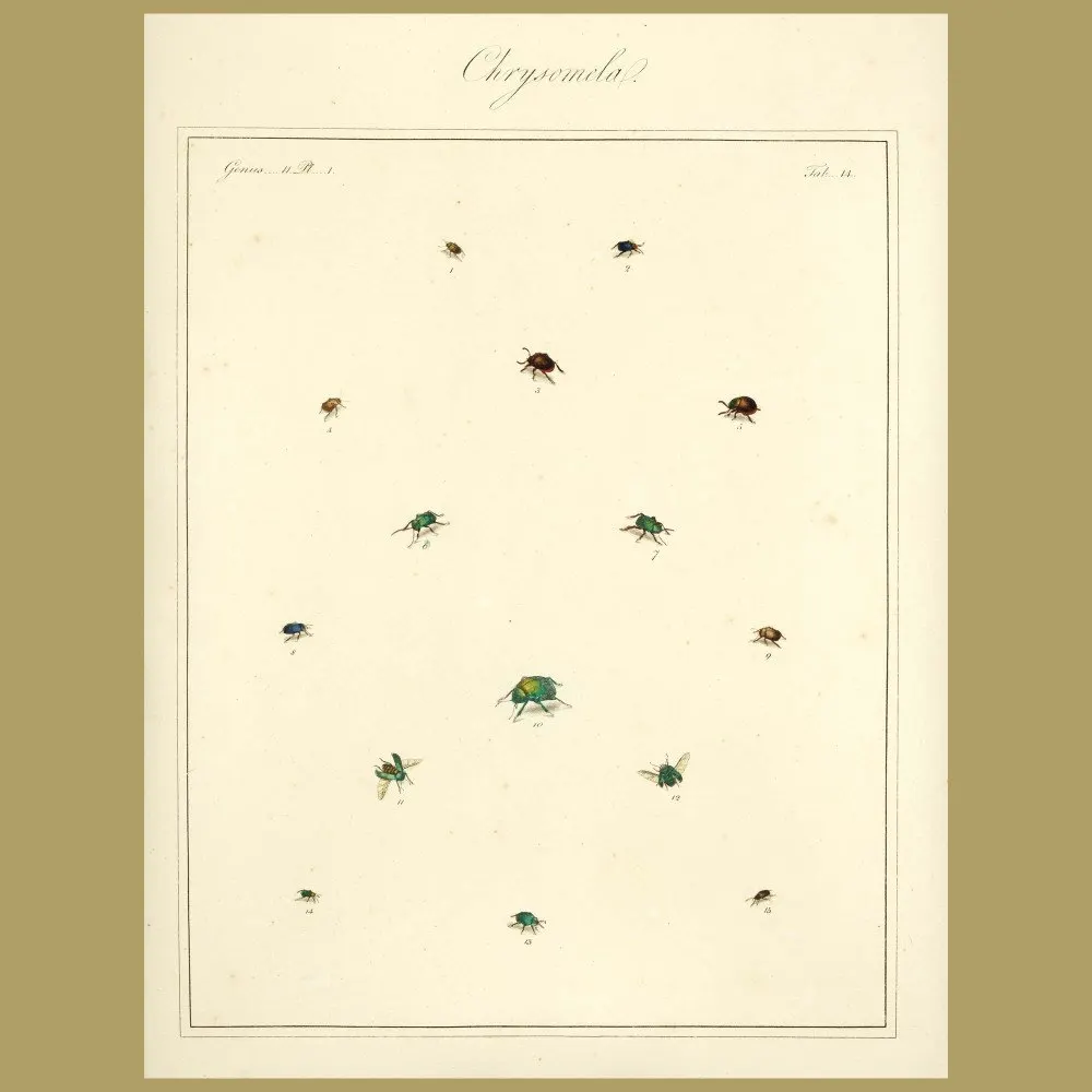 Antique print. Chaffers - Chrysomela Beetles (I)
