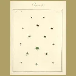Chaffers - Chrysomela Beetles (I)