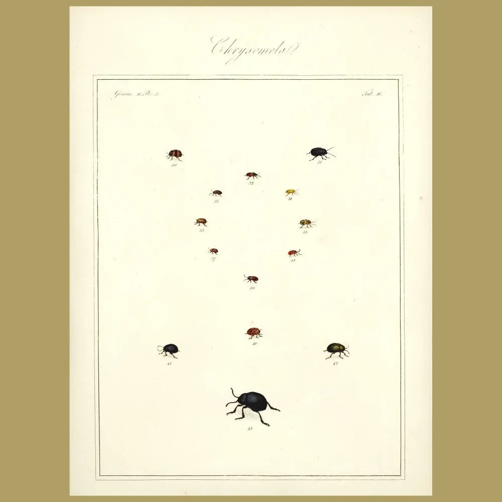 Antique print. Chaffers - Chrysomela Beetles (III)
