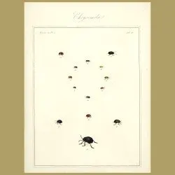 Chaffers - Chrysomela Beetles (III)
